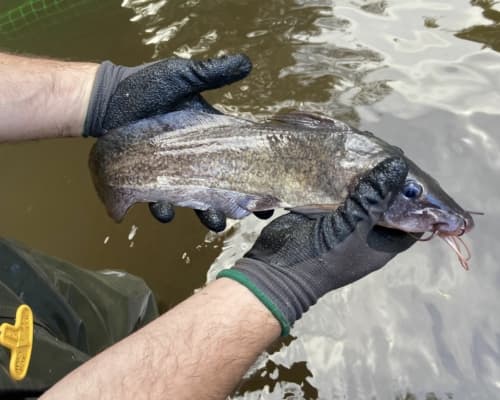 eel-tail-catfish(1)