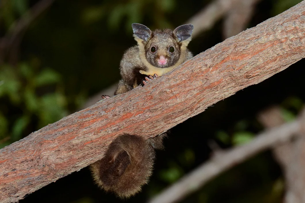 greater-glider5