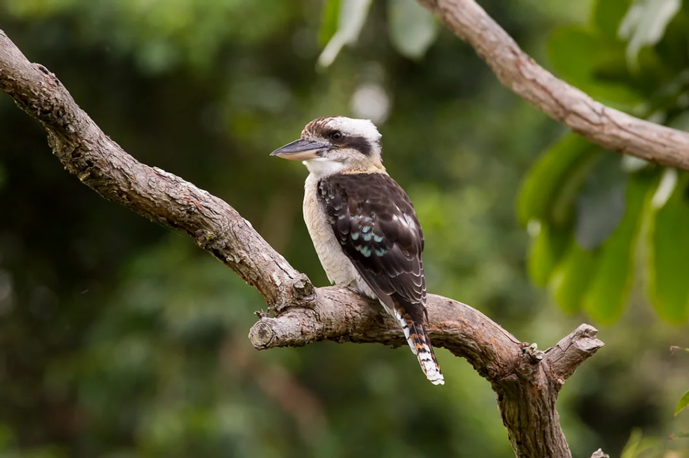 kookaburra2