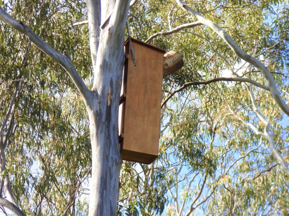 new-biodiverse-nest-box