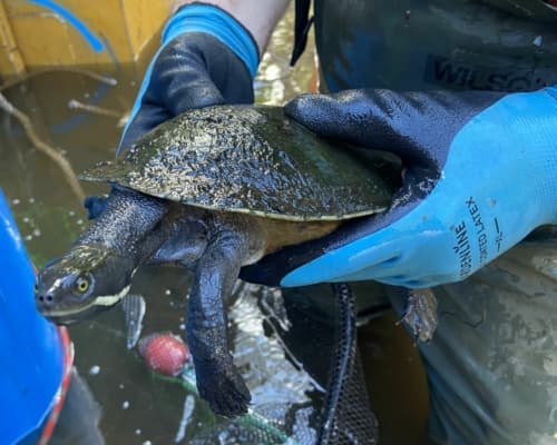 short-necked-turtle(1)